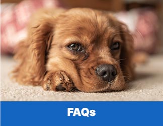 FAQ's - Dog Training, Freeport Florida, Walton County FL, Destin, FL and Panama City Beach, FL